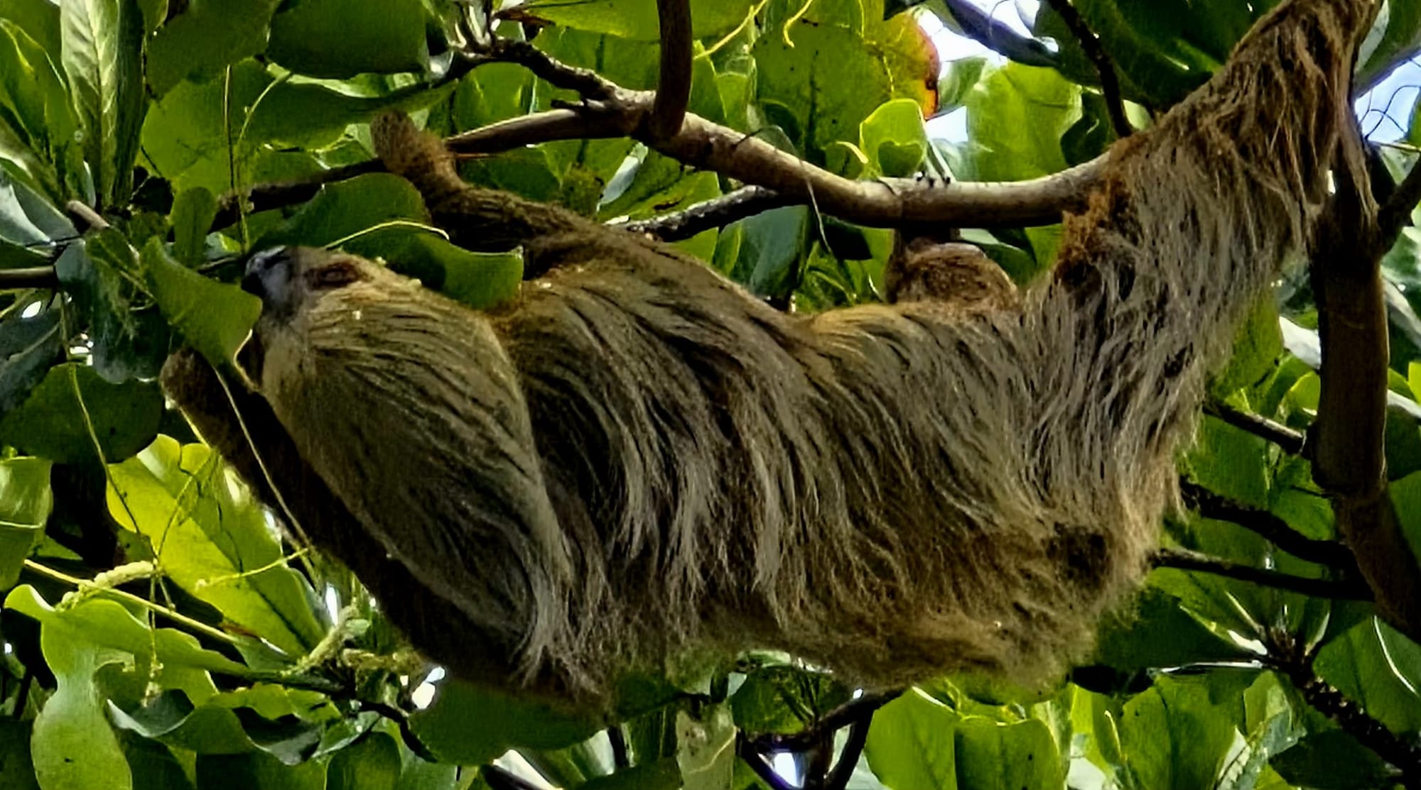 Two-toed sloth (Choloepus)- a bucket list sighting