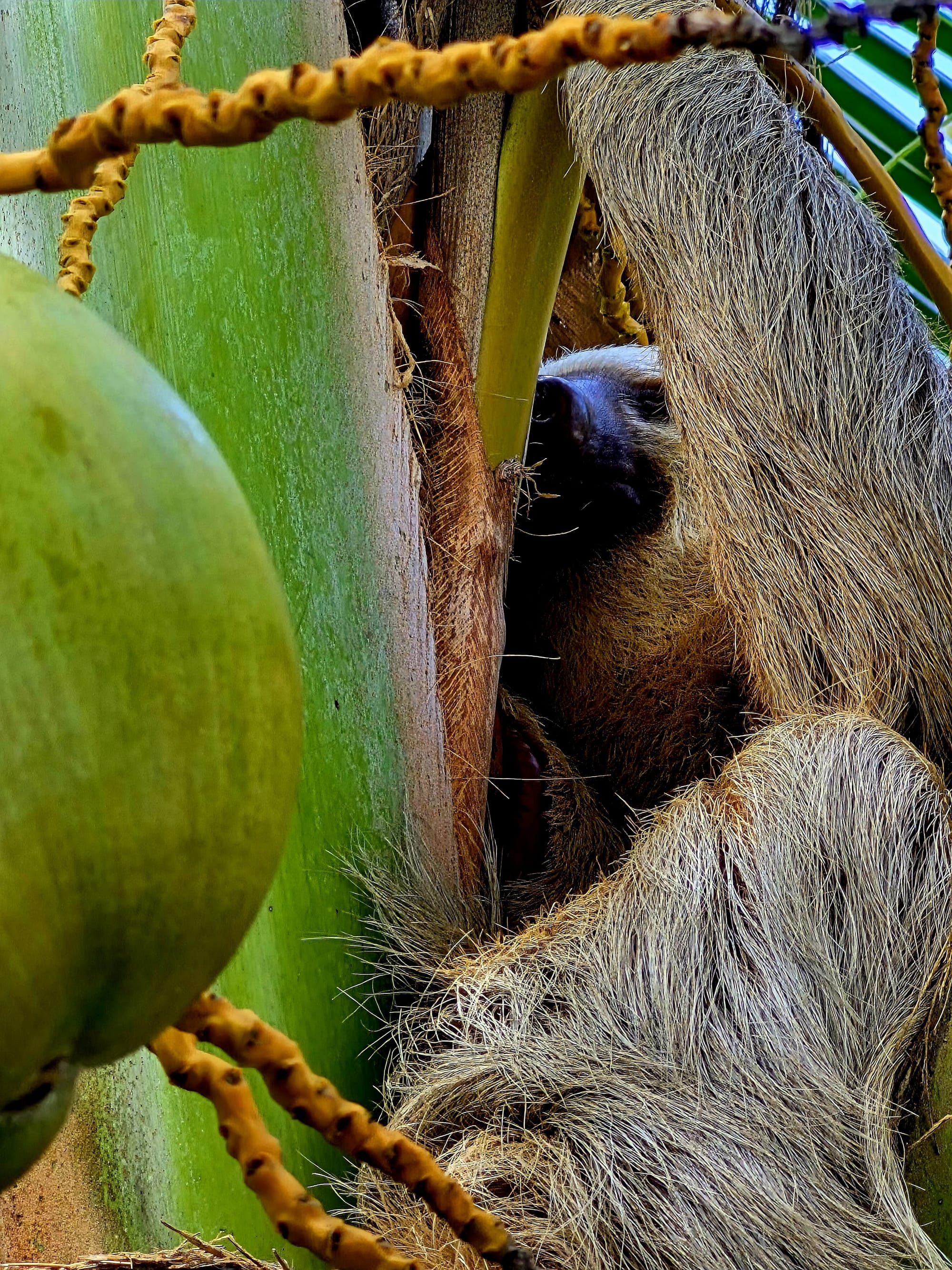The standout wildlife moment of the trip—a close, clear sloth sighting in Cahuita, seen feeding at eye level.