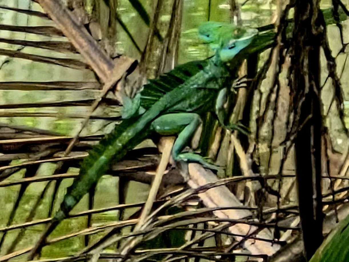 Green basilisk (Basiliscus plumifrons) or Jesus Christ Lizard - a bucket list sighting