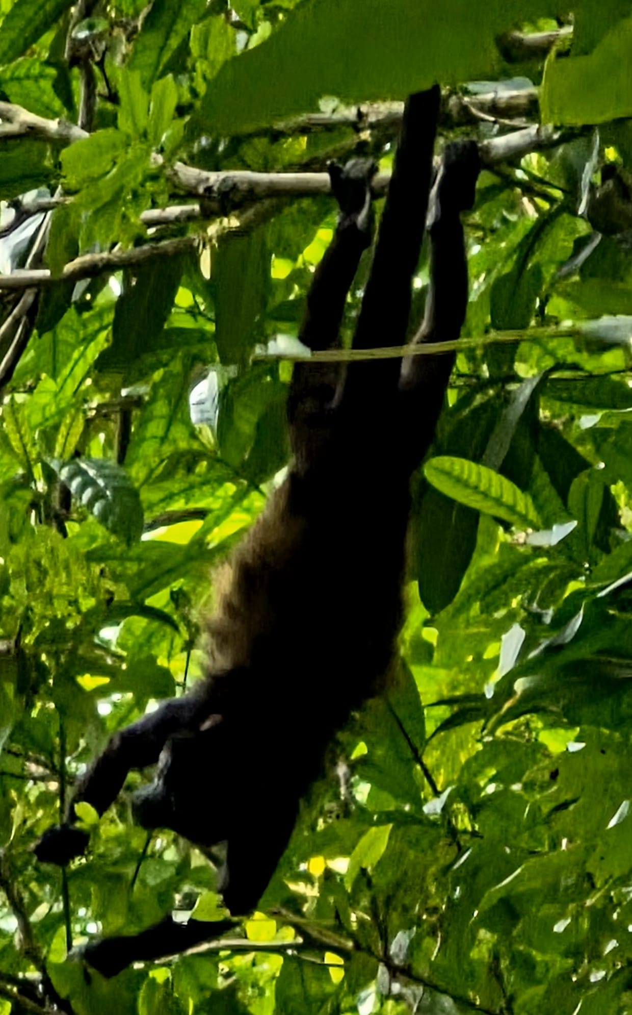 Howler monkey (Alouatta) - noisy, smelly and abundant.