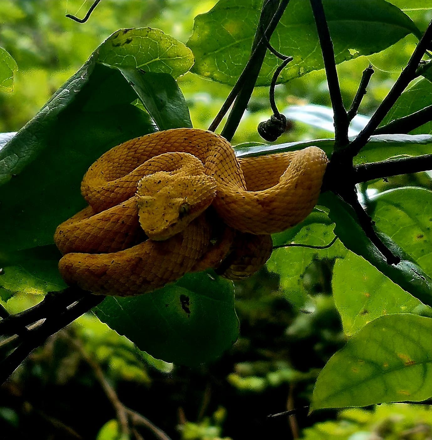 Eyelash viper coiled in low vegetation in Cahuita National Park
