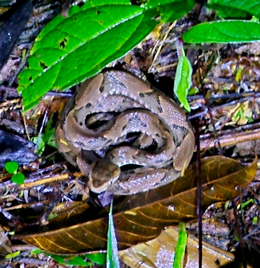 Fer-de-lance (Bothrops asper) — Costa Rica’s most feared viper, tightly coiled in classic ambush posture and perfectly blended into the forest floor.