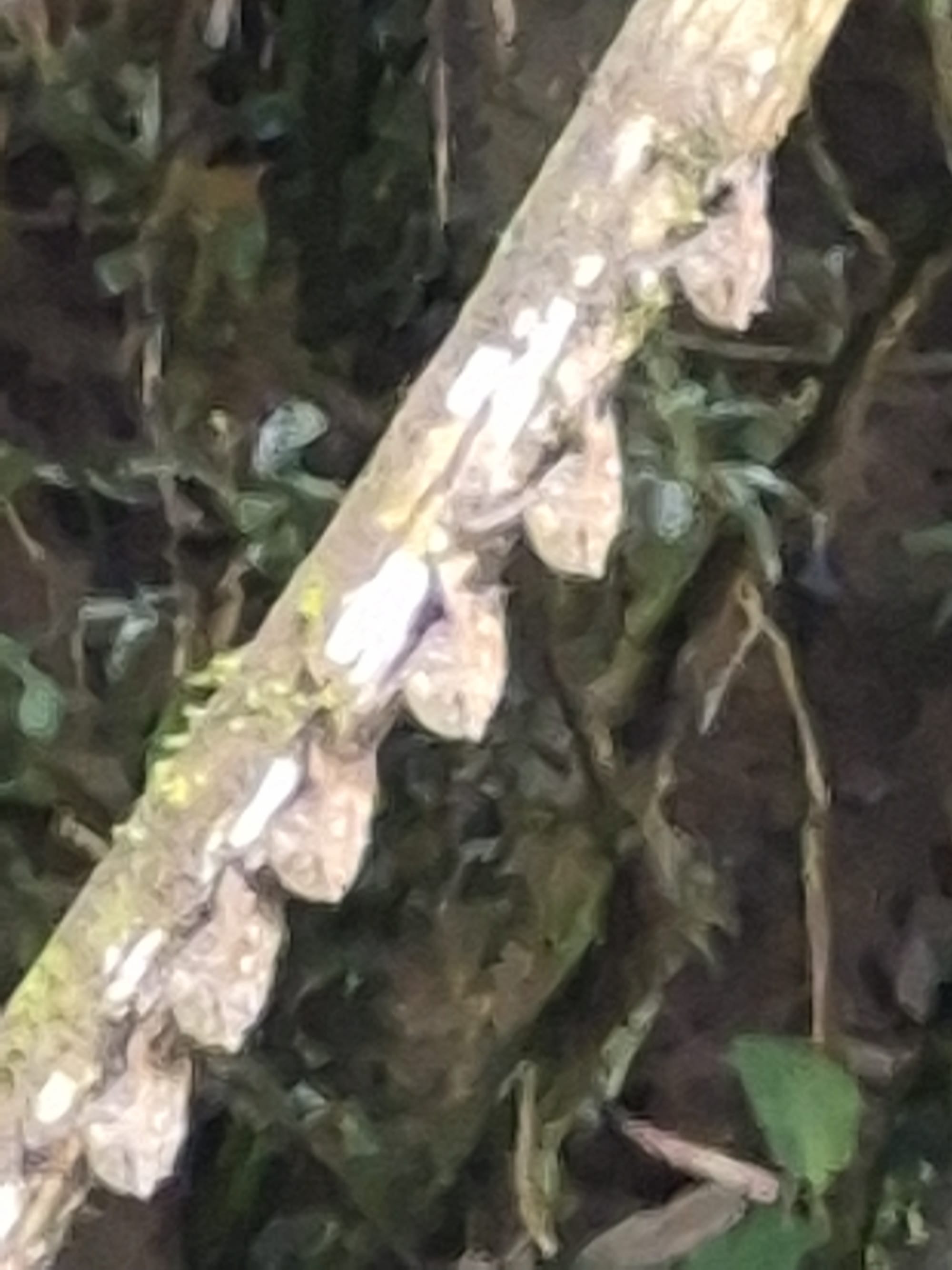 Long-nosed bats roosting along a vine during the day — quietly tucked away above the Sarapiquí River, an easy-to-miss example of Costa Rica’s rich rainforest wildlife.