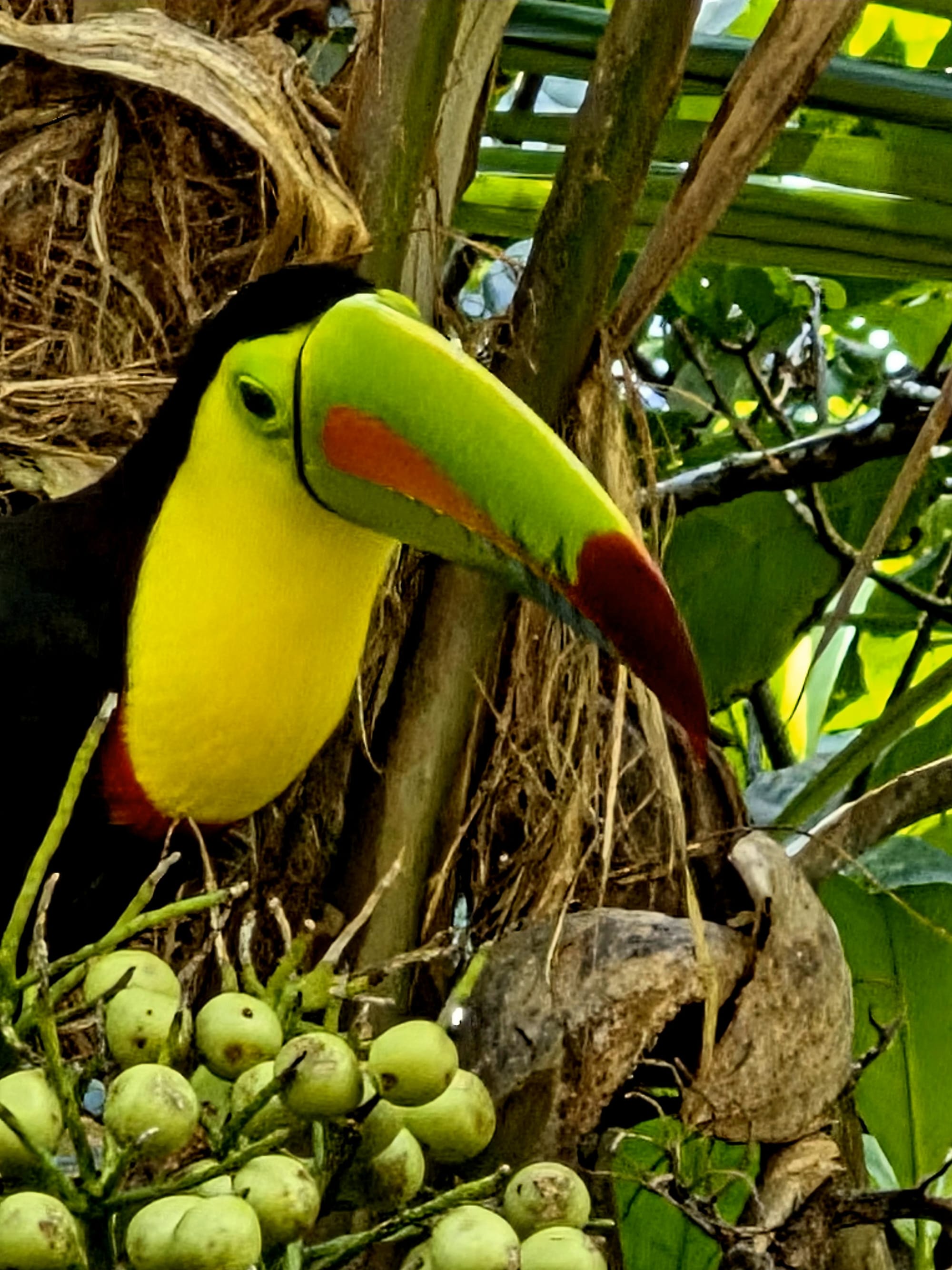 Keel-billed toucan perched outside our lodge room, locking eyes at close range — the same unforgettable sighting, moments apart.