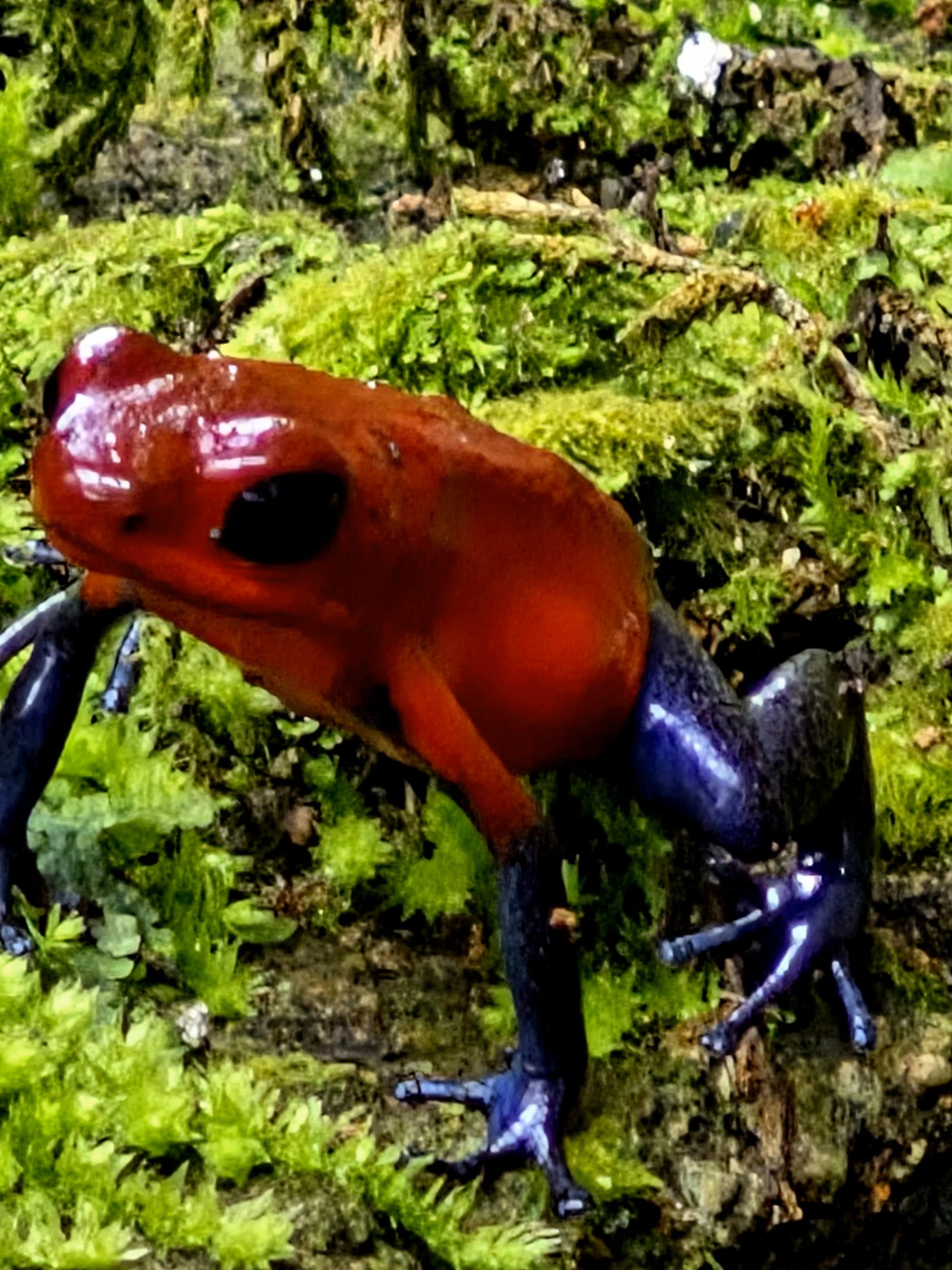 Blue jeans poison dart frog (Oophaga pumilio)