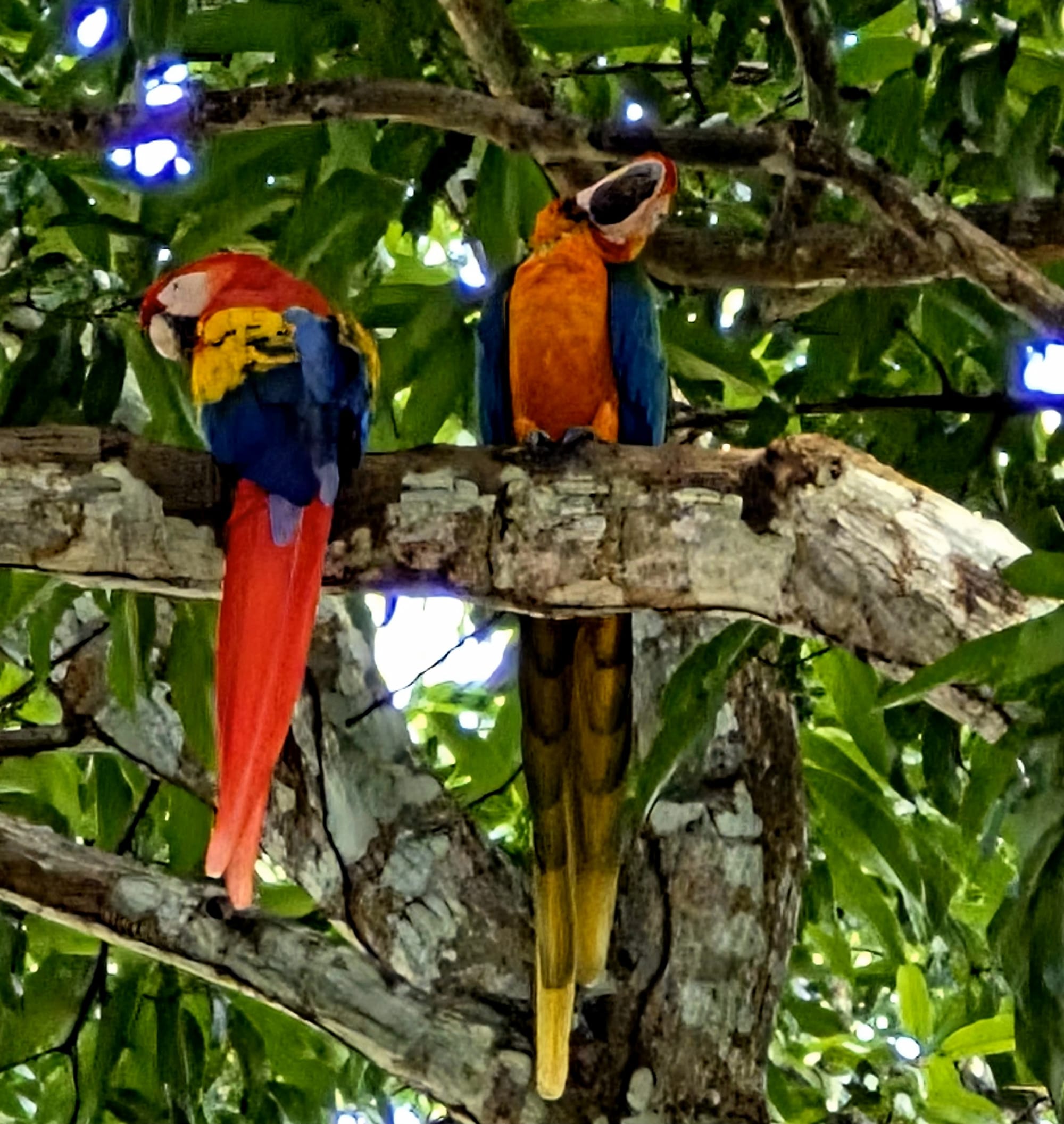 Scarlet macaw (Ara macao) and blue-and-yellow macaw (Ara ararauna) — a striking contrast in color and size, perched quietly together in the canopy.