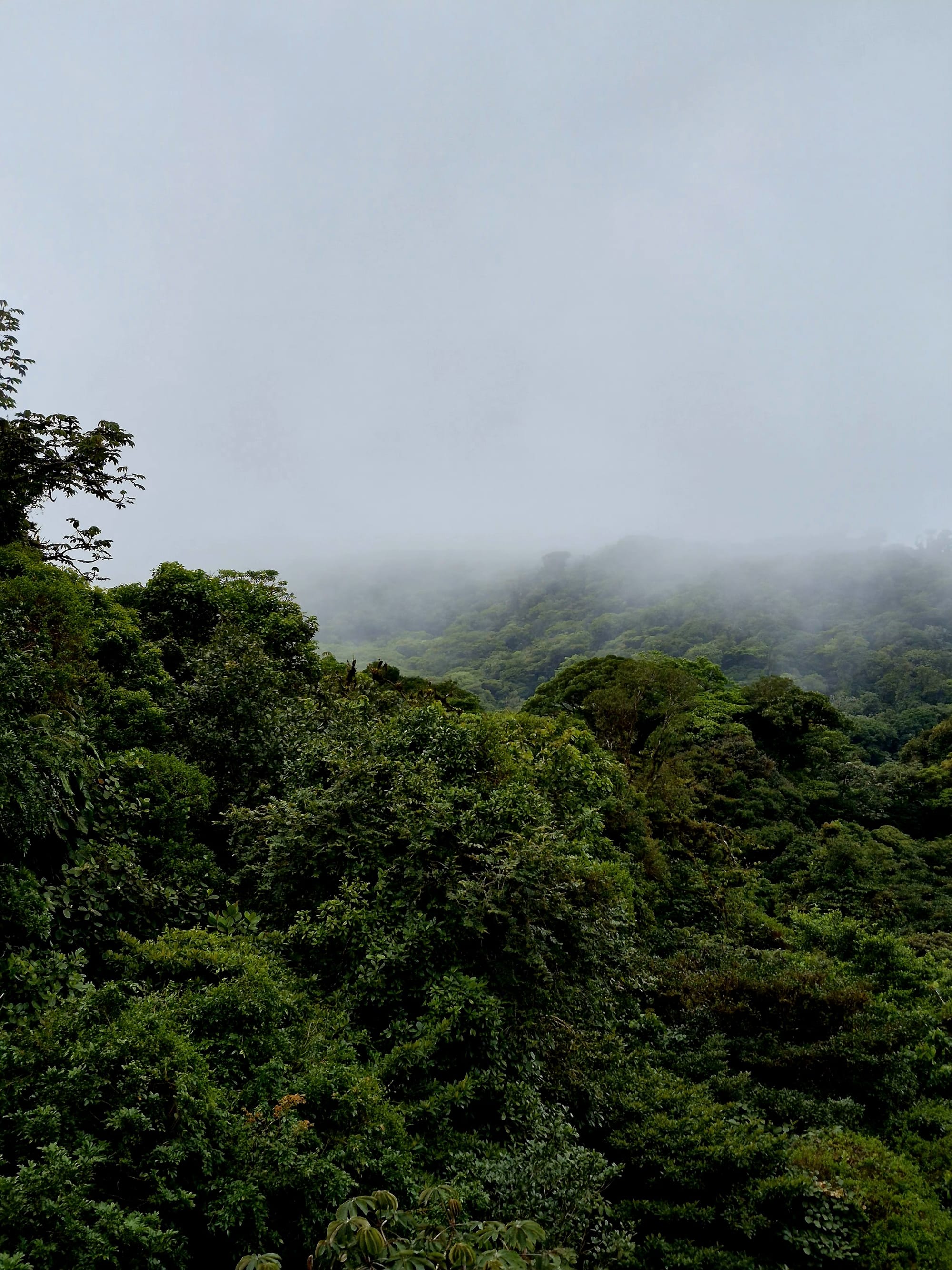 Monteverde Cloud Forest Low cloud drifting across the forested hills, softening the landscape.