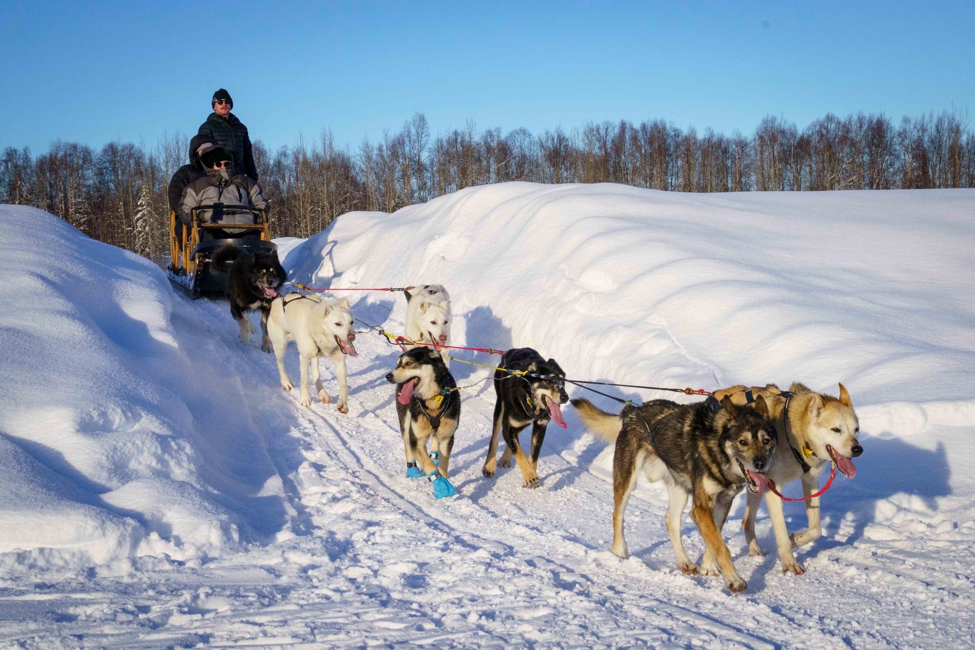 Colleen and I tucked into the sled as passengers, listening to the rhythm of paws on packed snow — a brief immersion into the world that powers the Iditarod each winter.