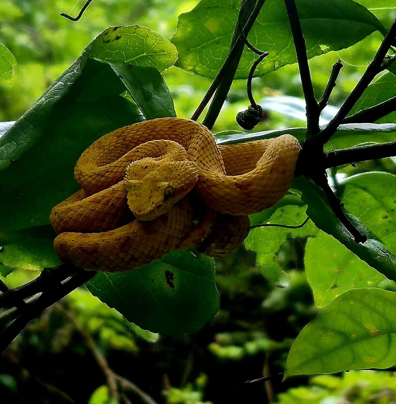Yellow eyelash viper coiled in classic ambush position — perfectly camouflaged among the rainforest foliage of Costa Rica.