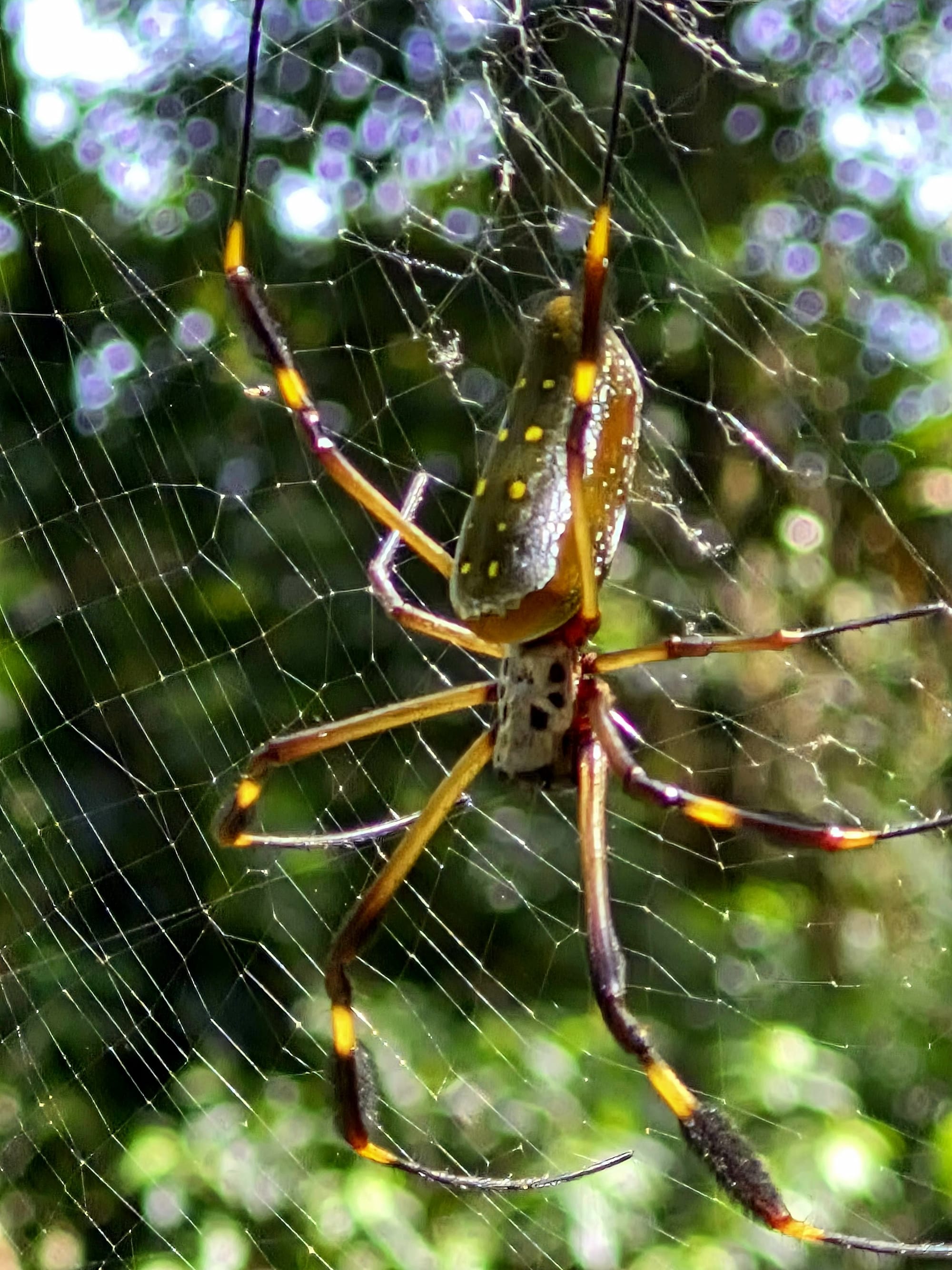 Golden orb weaver spider on web in tropical rainforest