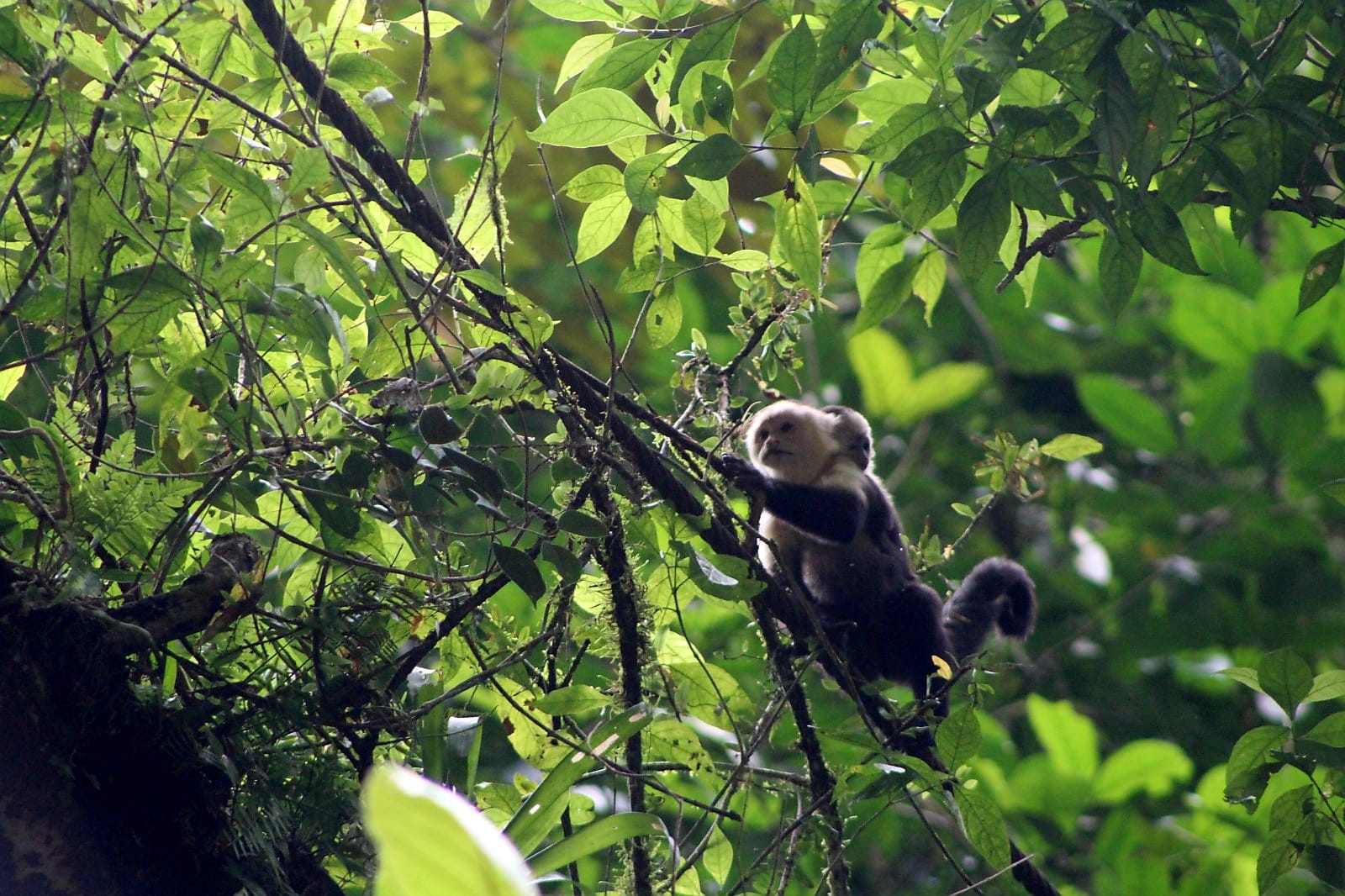 Nya Hotel — Arrival in Montezuma came with an immediate welcome: white-faced capuchin monkeys moving through the canopy above the hotel.
