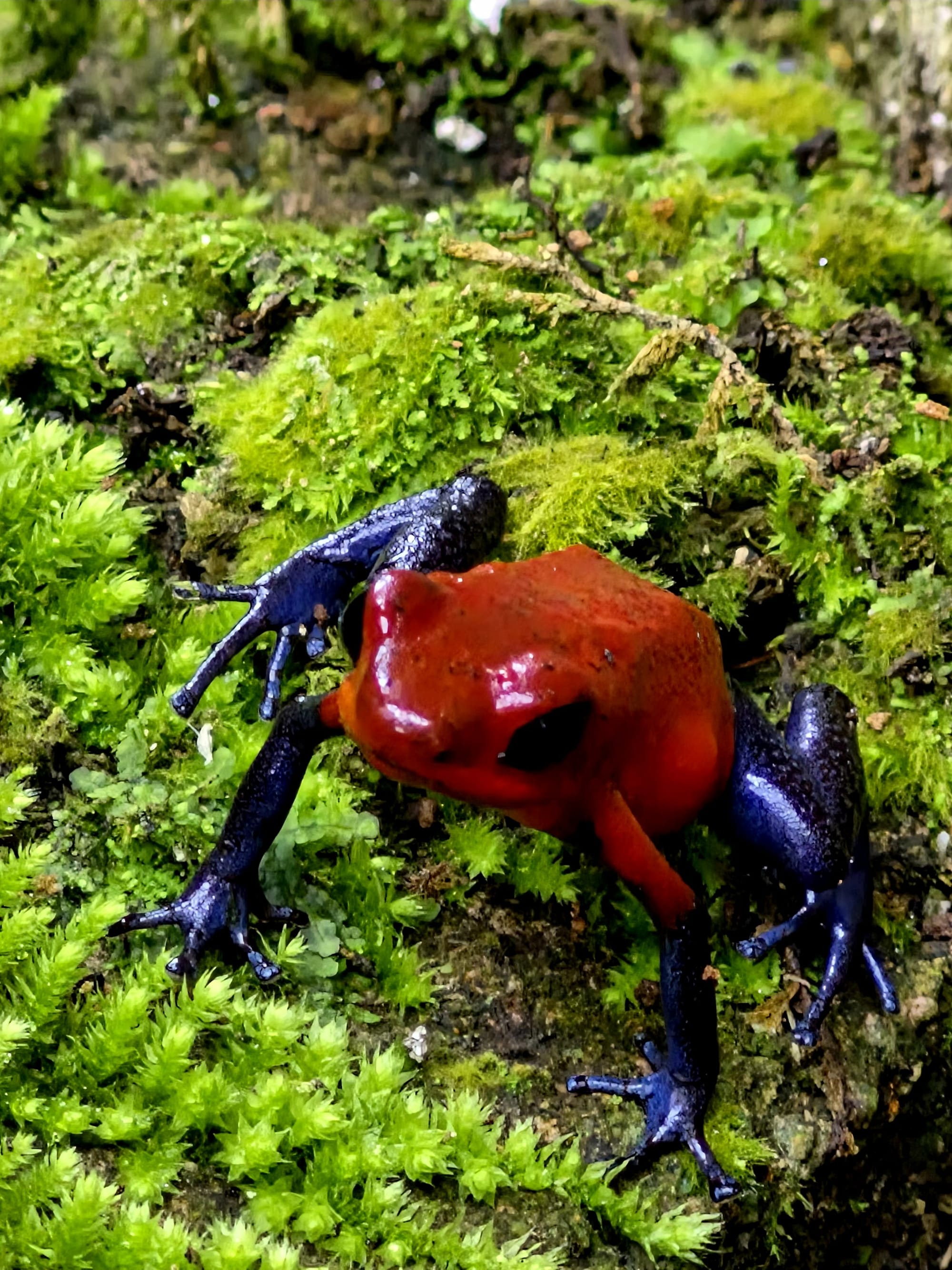 Red poison dart frog (Dendrobates auratus) on wet rainforest floor in Costa Rica