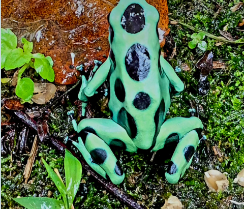 Green and black poison dart frog resting on damp rainforest floor — a vivid macro moment from Costa Rica.
