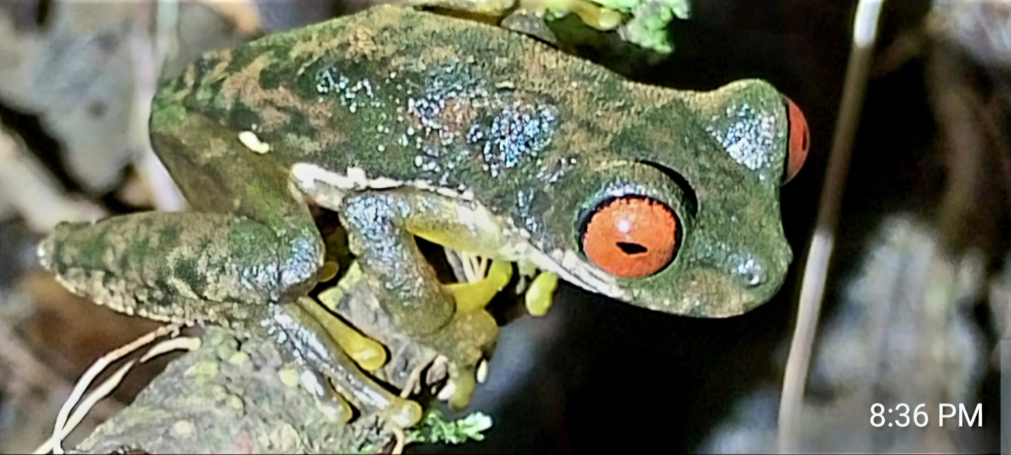 Red-eyed Tree Frog (Agalychnis callidryas) Clinging to vegetation with its distinctive red eyes and camouflaged body.