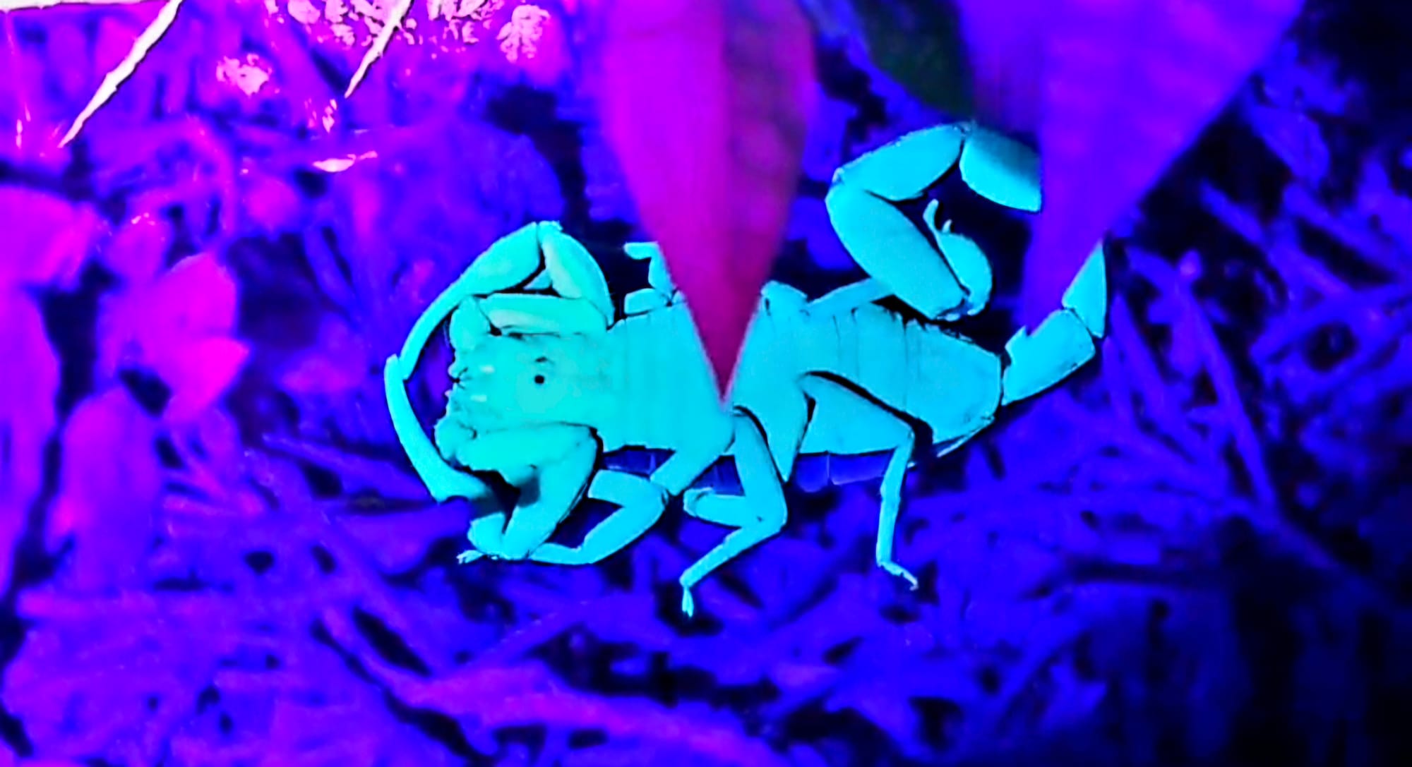 Scorpion under UV light Seen on a night walk, its exoskeleton glowing vividly beneath ultraviolet light.