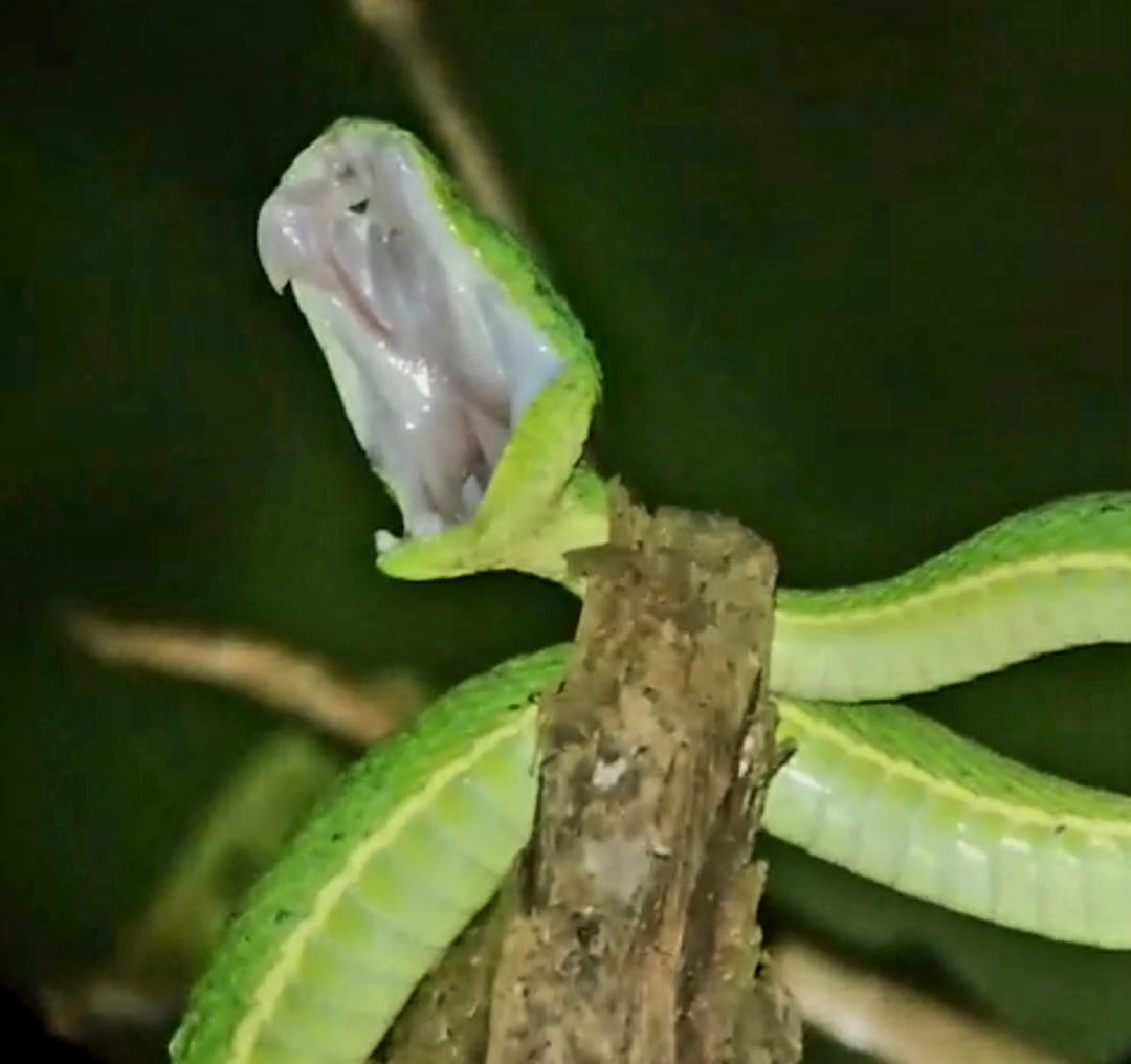 The Yawning Viper A rare, fleeting moment — a viper briefly gaping to realign its jaws, an intimate and often unseen behavior caught in the wild.
