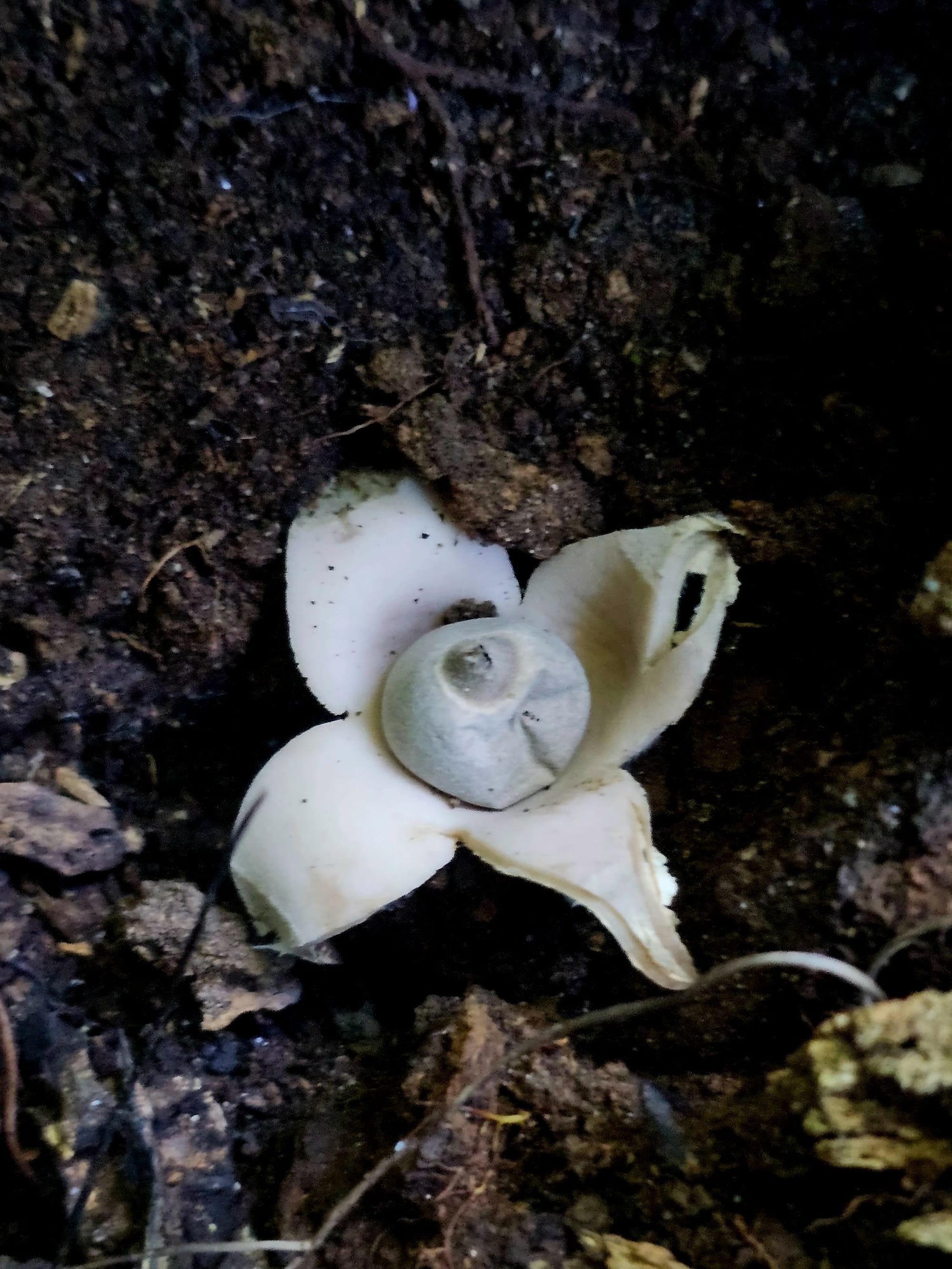 Earthstar fungus opened on damp forest floor in Costa Rica