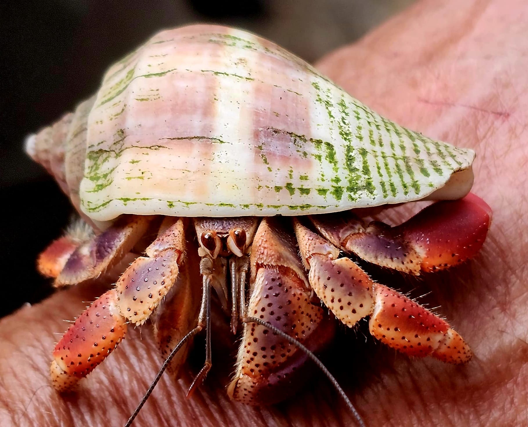 Hermit Crab — Costa Rica Carries a borrowed shell and upgrades as it grows, switching homes multiple times throughout its life.
