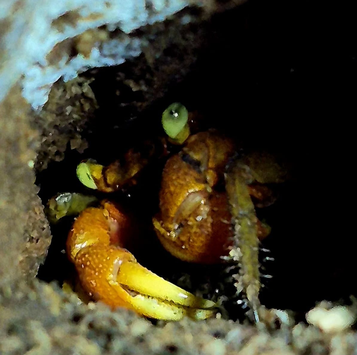 Land crab sheltering inside a hollow metal bridge post in Cahuita National Park, Costa Rica.