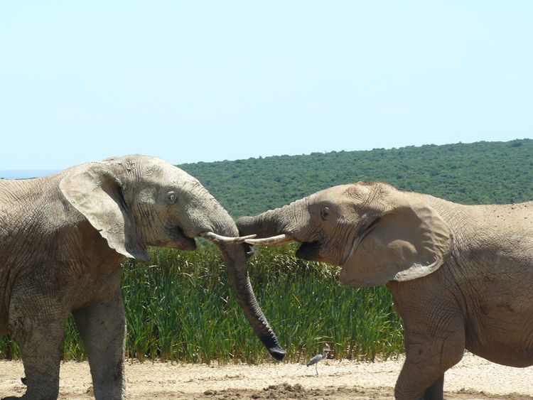 Addo Elephant Park: A Local’s Perspective