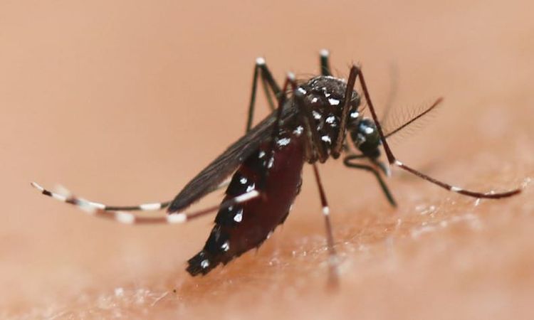 A bite from an infected female Anopheles mosquito can cause malaria.