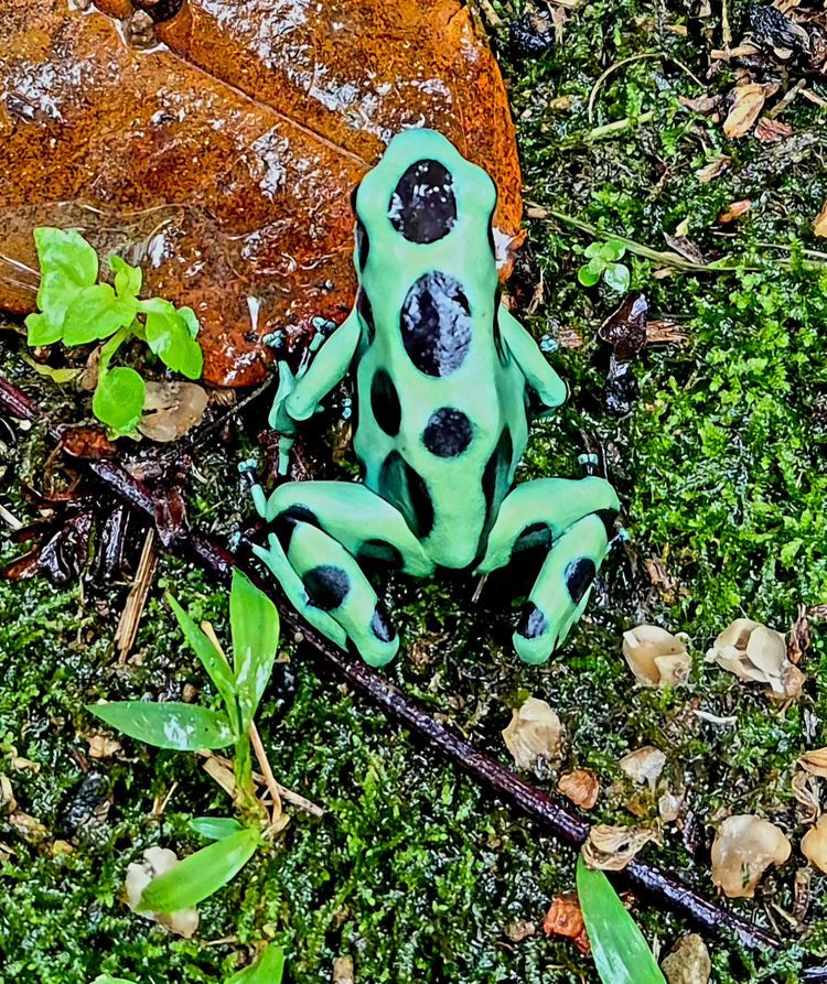 Green-and-black poison dart frog (Dendrobates auratus) — a classic Costa Rican rainforest icon.