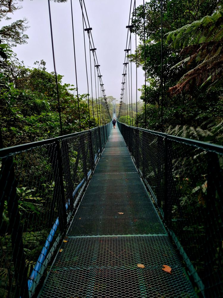 Suspended in the heart of the Monteverde Cloud Forest.
