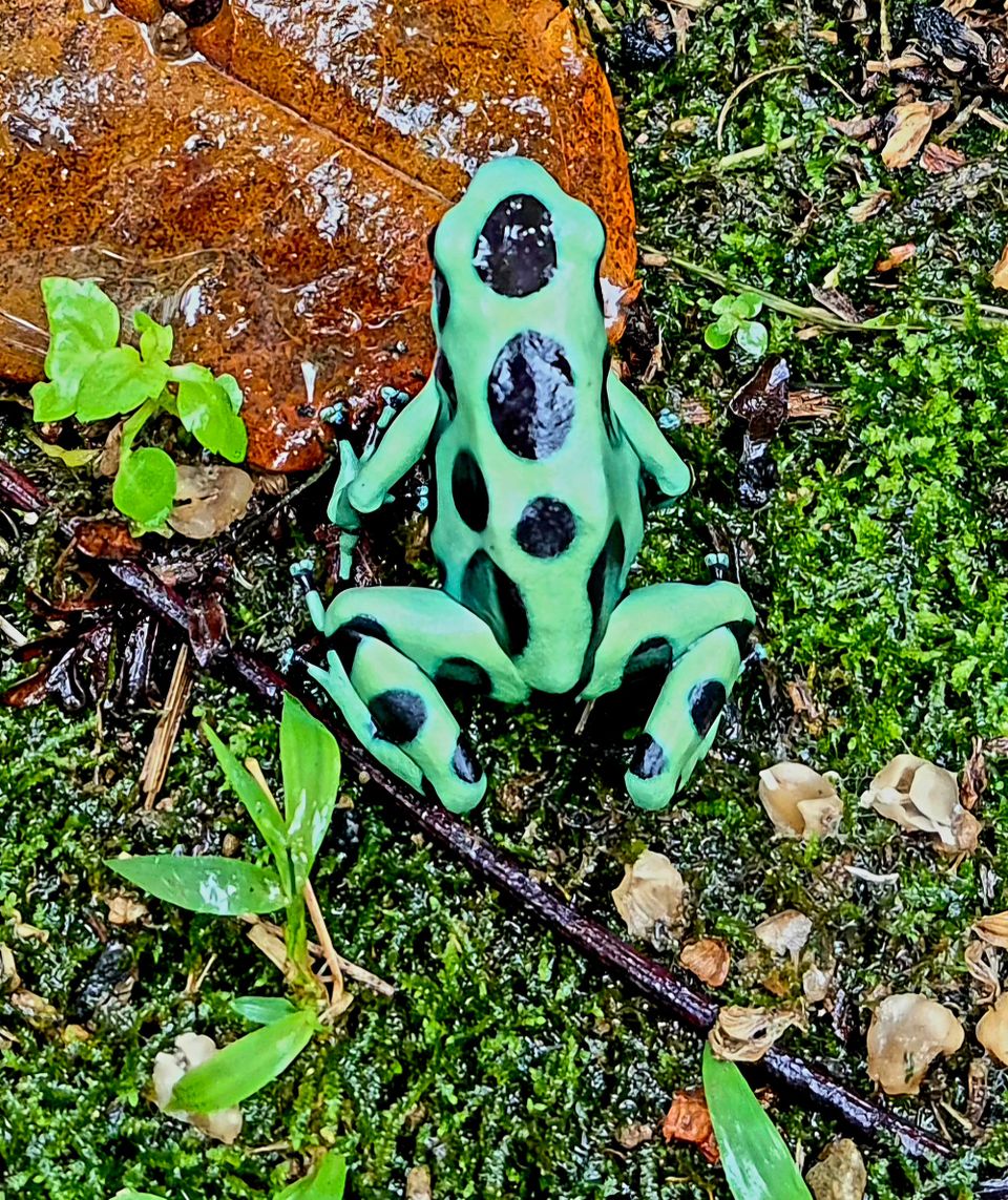 Green-and-black poison dart frog (Dendrobates auratus) — a classic Costa Rican rainforest icon.