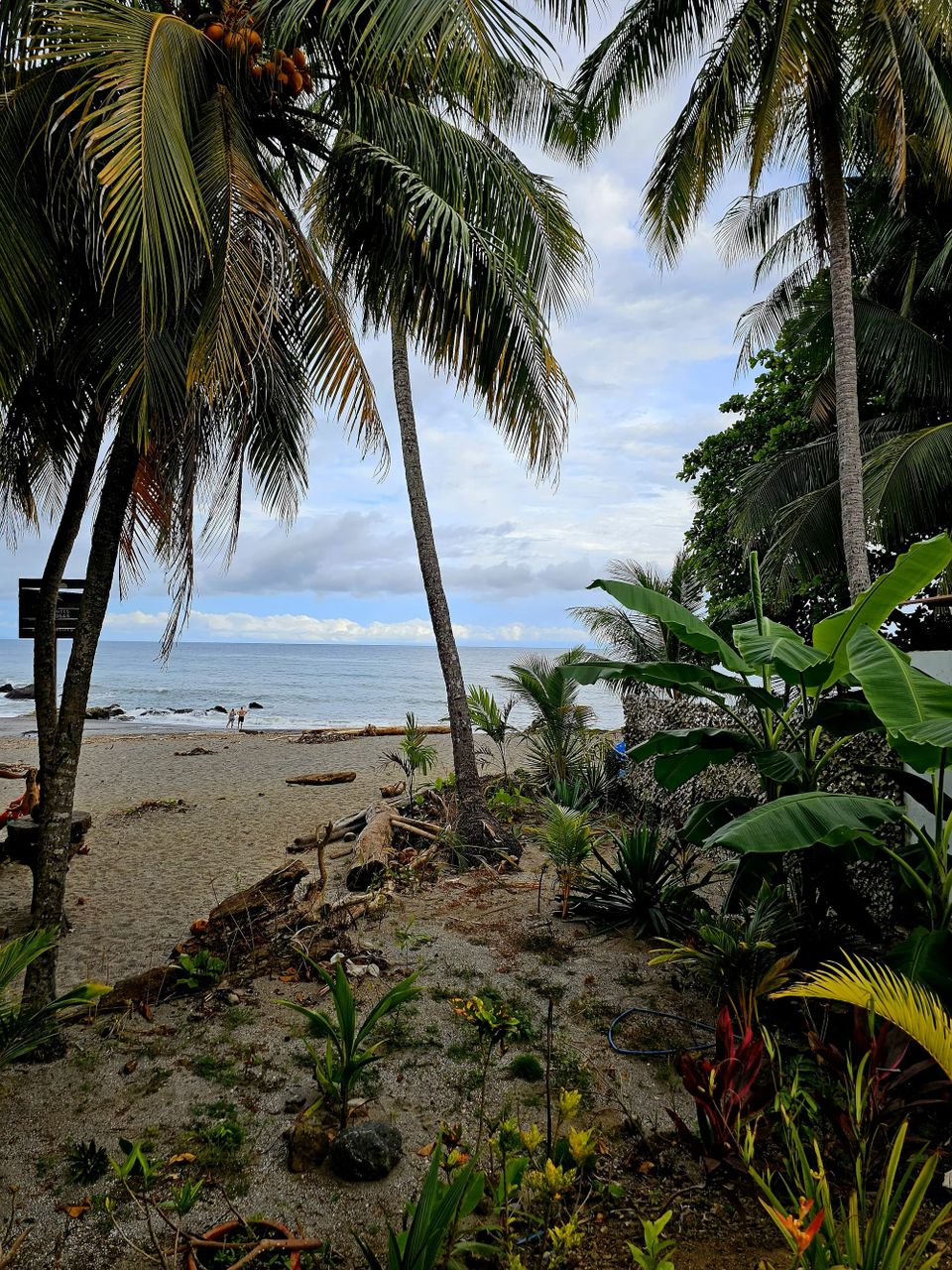 Montezuma Beach — A quiet stretch of Costa Rica’s Nicoya Peninsula where jungle greenery spills onto the sand, driftwood lines the shore, and the Pacific rolls in.