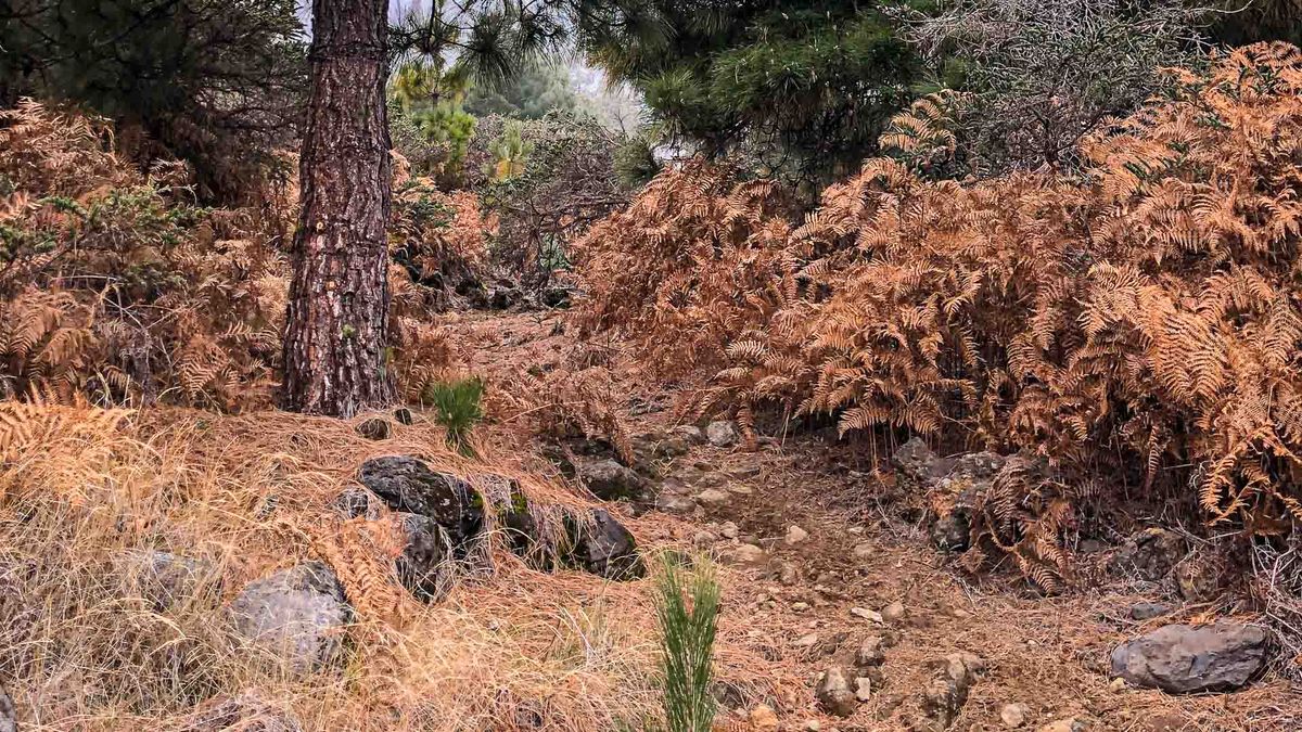 Mountainbike Trail auf La Palma von Harald Maier