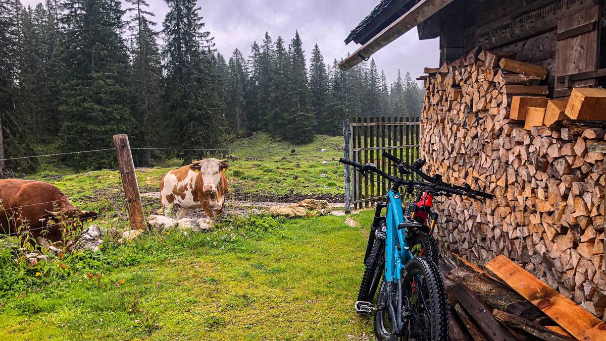 Kühe und Bikes an einer Hütte auf der Alm von Harald Maier