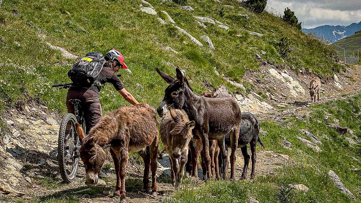 Rebound-Effekte bei MTB-Angeboten: Wenn Erfolg neue Probleme schafft