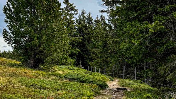 Mountainbiker am Wurzelweg von Harald Mai