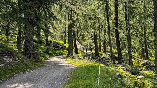 Almweg im Lärchenwald mit Mountainbikern von Harald Maier