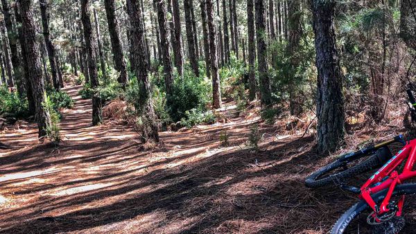 Mountainbike Trail auf La Palma von Harald Maier