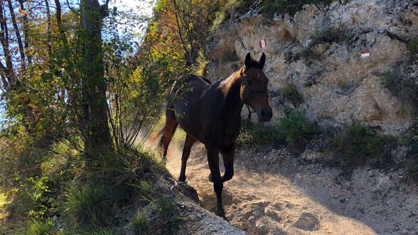 Pferd am Mountainbike Trail von Harald Maier