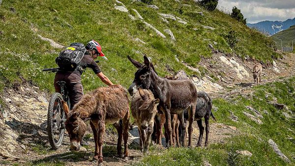 Rebound-Effekte bei MTB-Angeboten: Wenn Erfolg neue Probleme schafft