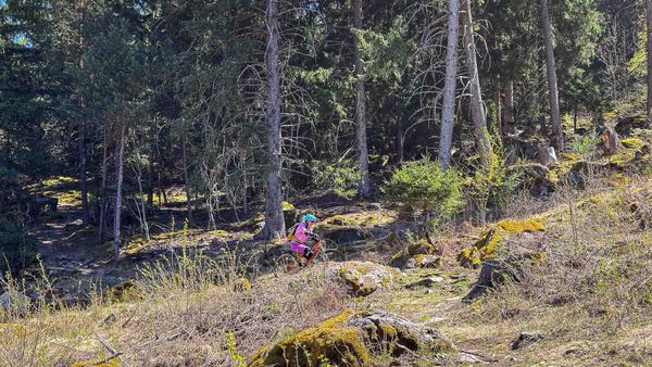 Forstliche Kalamitäten als Trail-Chance: Borkenkäfer, Windwurf und MTB