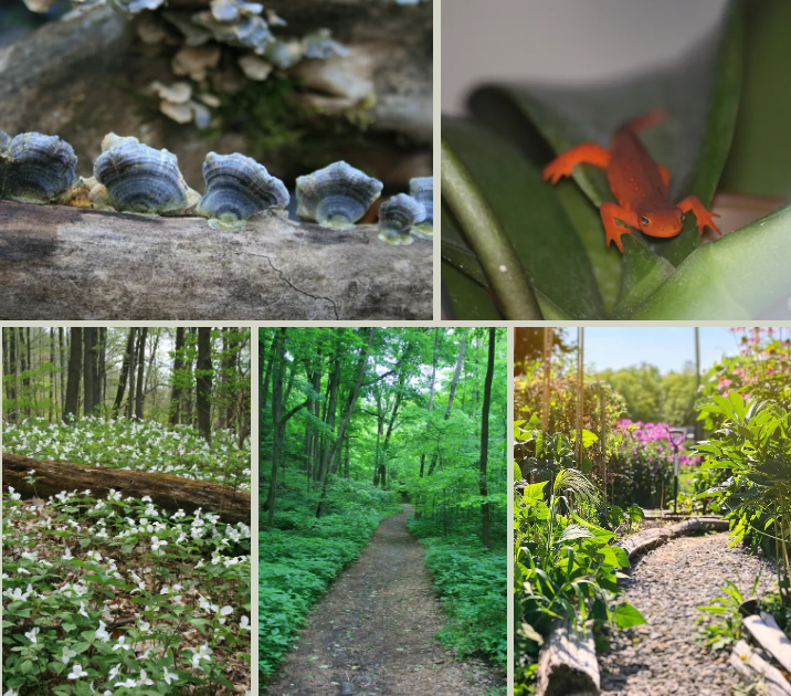 Meet me in the woods of Ontario next week?