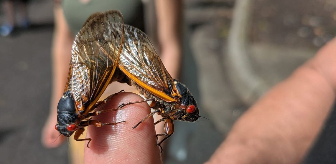 Naked Gardening & Mating Cicadas