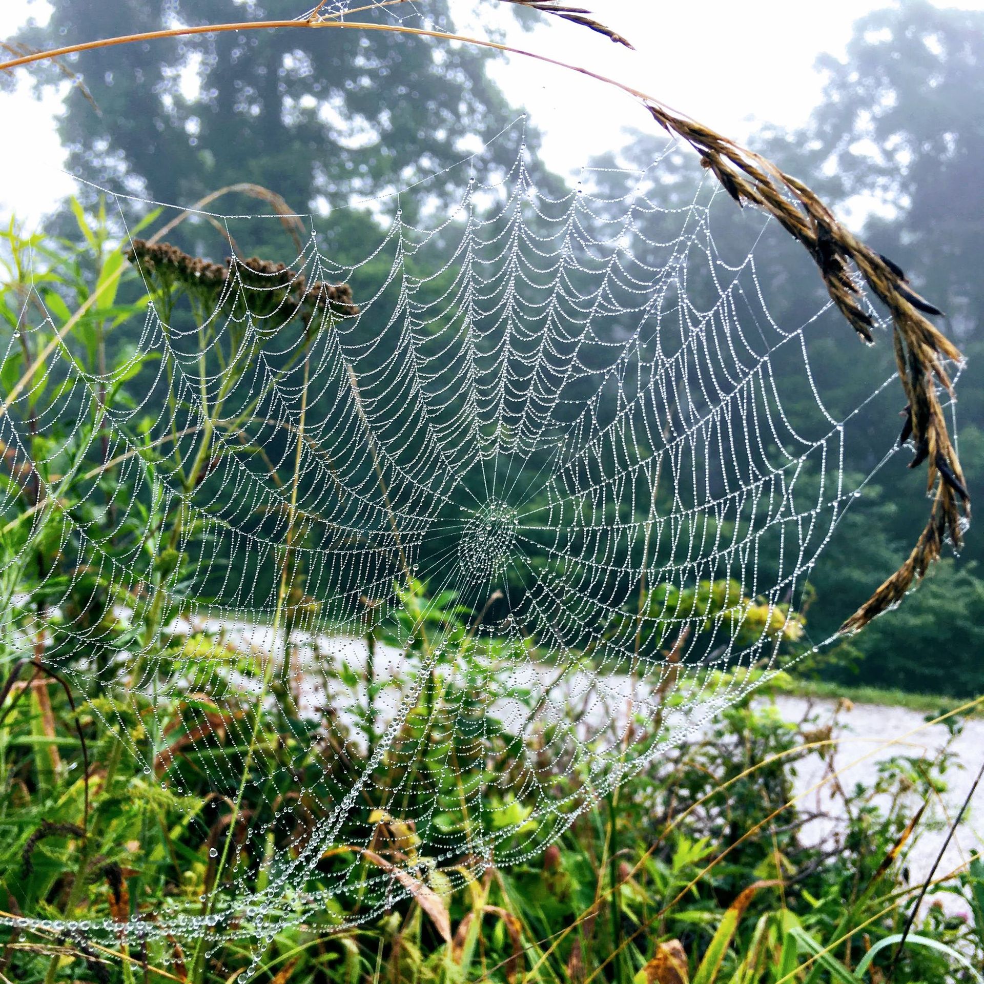 Nature Connection