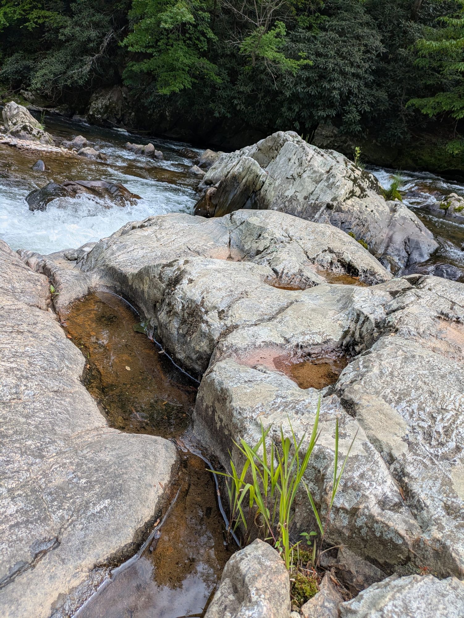 Last Call for Forest Fairies 🌿