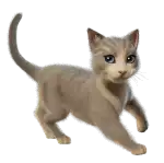 The Best Cat