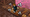 +1 Speed Keyboard Escape Admin Abuse: Next Event Time and Rewards