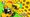 Build A Beehive Codes (May 2026)