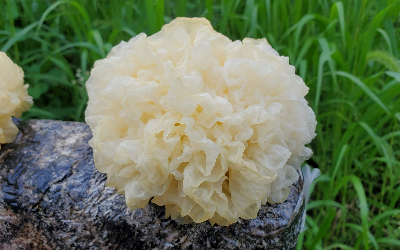 Tremella Mushroom