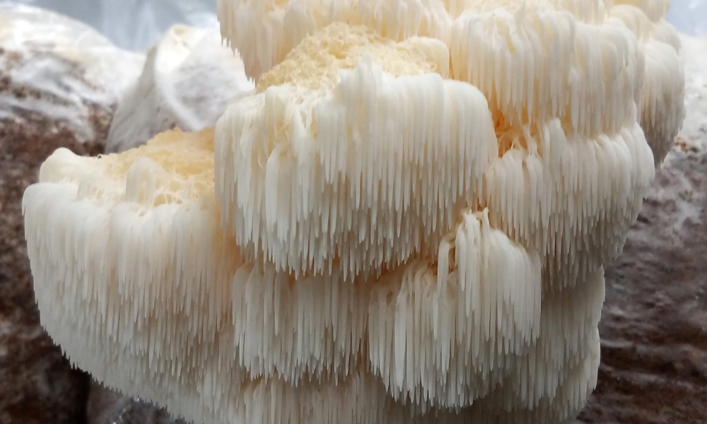 Lion's Mane Mushroom