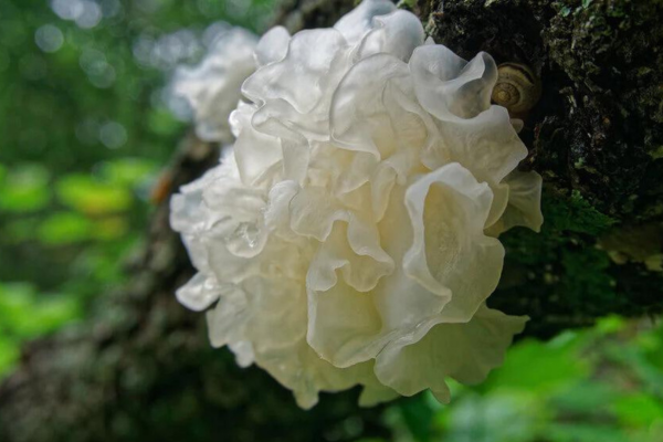 Tremella Mushroom