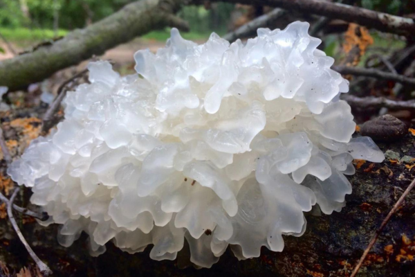 White Fungus