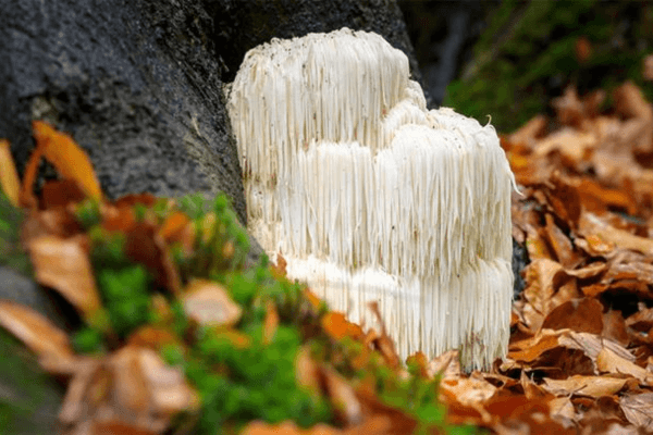 Lions Mane Mushroom